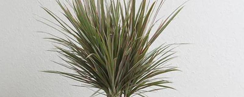 千年木换盆后的浇水方法，更换后要浇施定根水