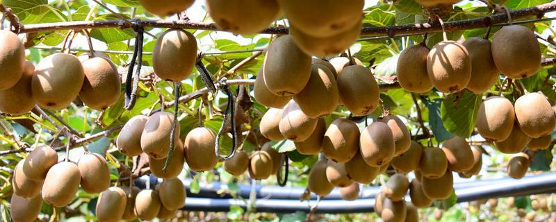 猕猴桃是热带水果吗，不属于热带水果