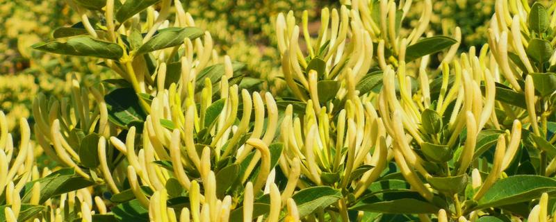 金银花锈病如何防治，收花后枯株病叶集中烧毁