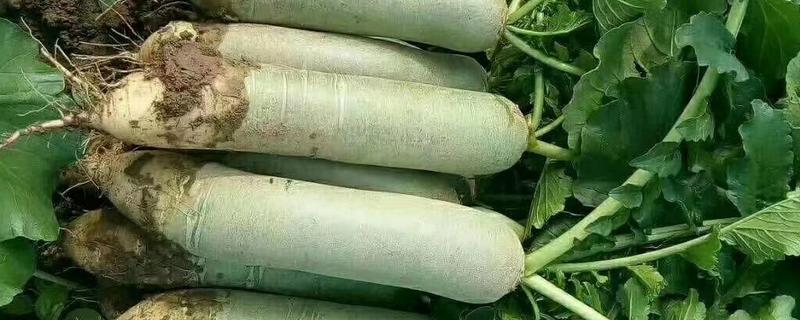 萝卜的品种，常见的有胡萝卜、白萝卜等