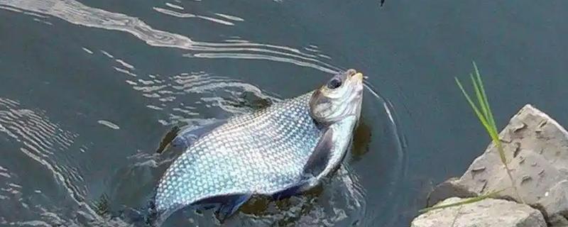 秋天钓鳊鱼钓底还是钓浮合适，一般建议钓底