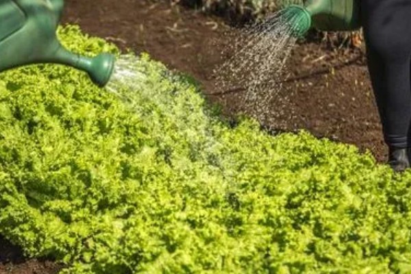 莴苣的产地，在地中海沿岸栽培普遍