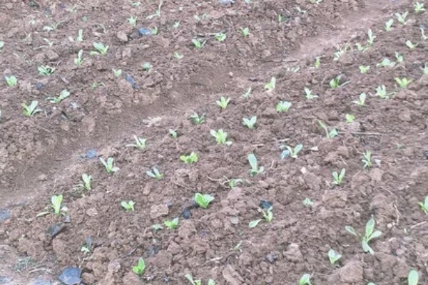 莴苣的产地，在地中海沿岸栽培普遍