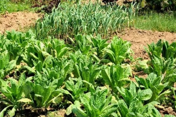 莴苣的产地，在地中海沿岸栽培普遍