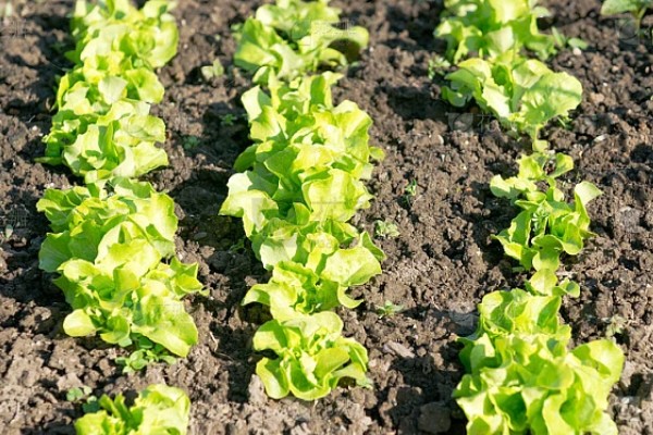 莴苣的产地，在地中海沿岸栽培普遍