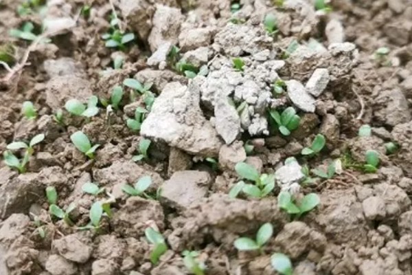 莴苣的产地，在地中海沿岸栽培普遍