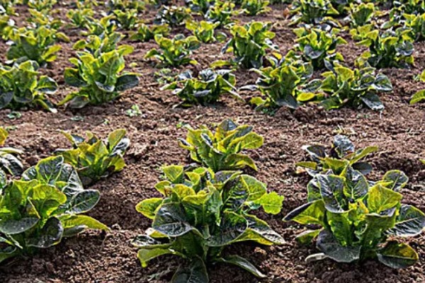 莴苣的产地，在地中海沿岸栽培普遍