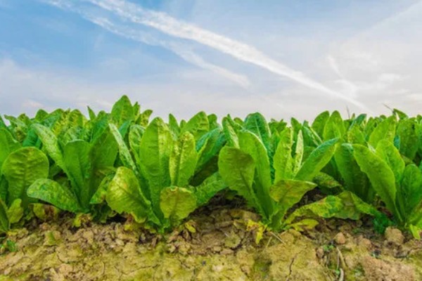 莴苣的产地，在地中海沿岸栽培普遍