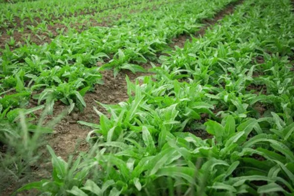 莴苣的产地，在地中海沿岸栽培普遍