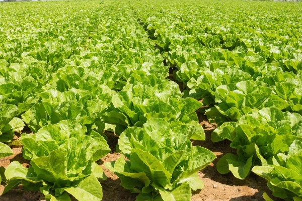 莴苣的产地，在地中海沿岸栽培普遍