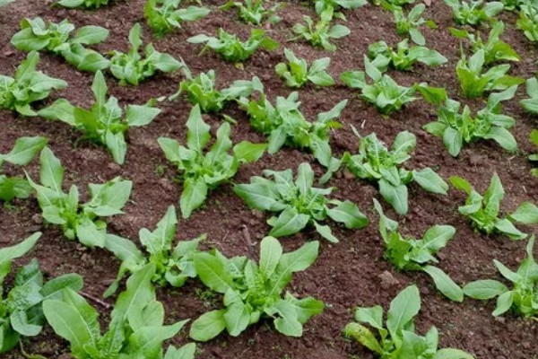 莴苣的产地，在地中海沿岸栽培普遍