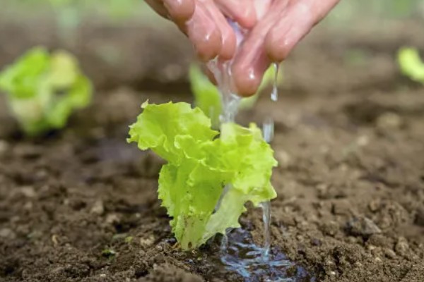 莴苣的产地，在地中海沿岸栽培普遍