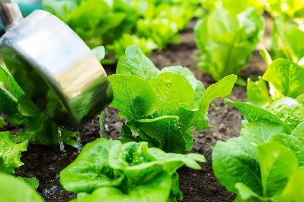 莴苣的产地，在地中海沿岸栽培普遍