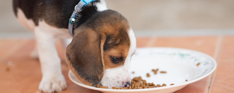 宠物胰腺炎痊愈后怎么护理，禁止饲喂零食和人吃的饭菜
