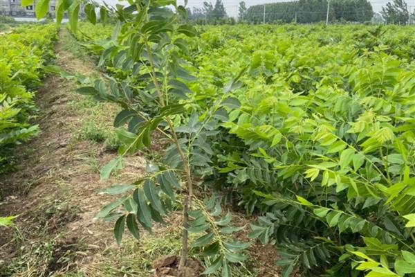 碧根果怎么繁殖，常用播种、扦插、嫁接等方式