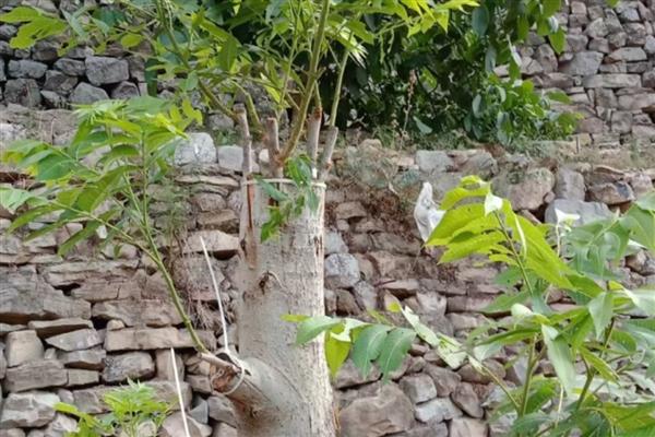 碧根果怎么繁殖，常用播种、扦插、嫁接等方式