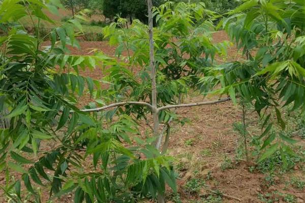 碧根果怎么繁殖，常用播种、扦插、嫁接等方式