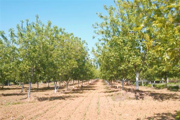 碧根果怎么繁殖，常用播种、扦插、嫁接等方式