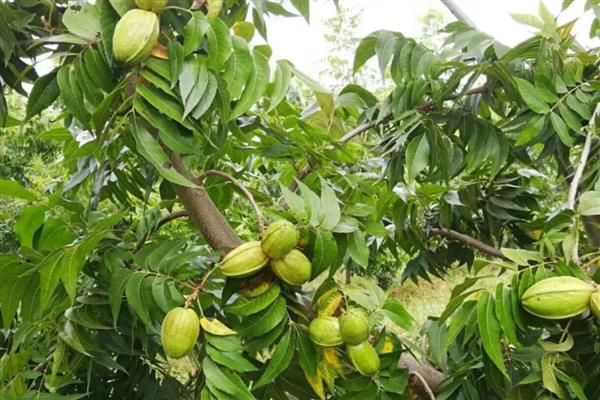 碧根果怎么繁殖，常用播种、扦插、嫁接等方式