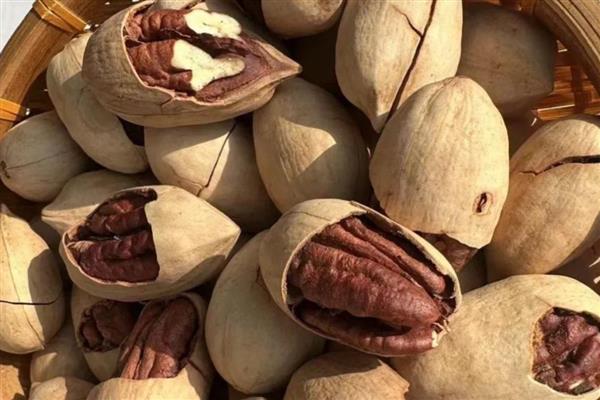 碧根果怎么繁殖，常用播种、扦插、嫁接等方式