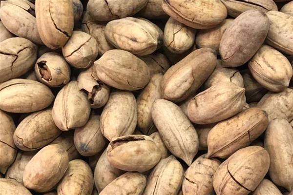 碧根果怎么繁殖，常用播种、扦插、嫁接等方式