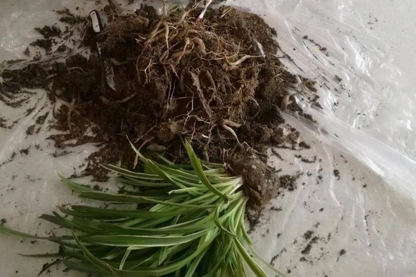 吊兰换完土要立即浇水吗，无需立即浇水