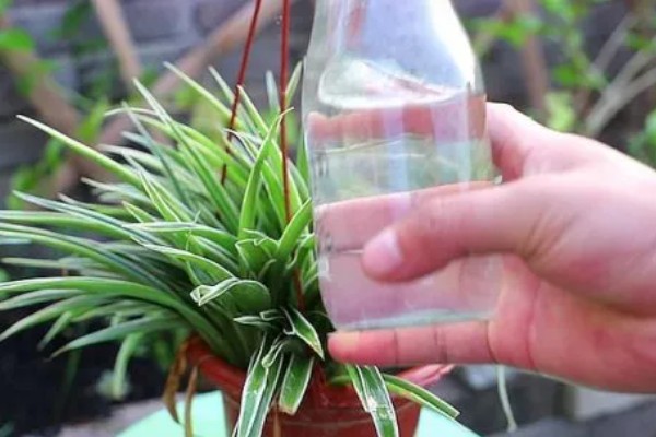 吊兰换完土要立即浇水吗，无需立即浇水