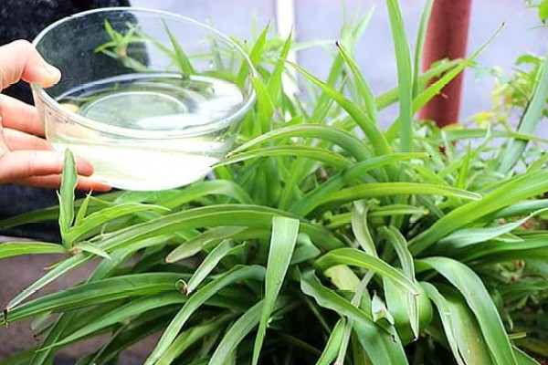 吊兰换完土要立即浇水吗，无需立即浇水