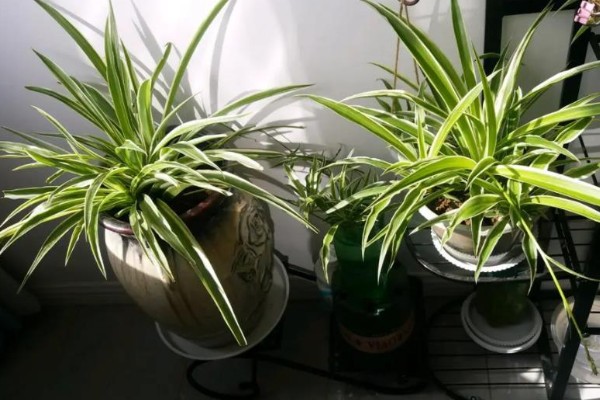 吊兰换完土要立即浇水吗，无需立即浇水