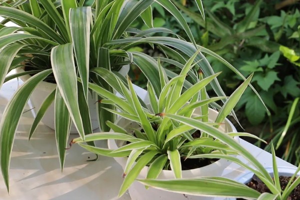 吊兰换完土要立即浇水吗，无需立即浇水