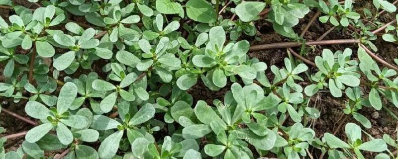 农村适合种植什么野菜，推荐马齿苋、竹笋等