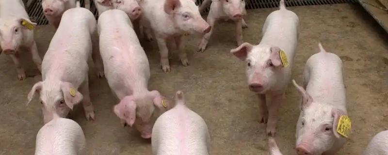 副猪用什么药治疗，可使用副猪康、阿莫西林等