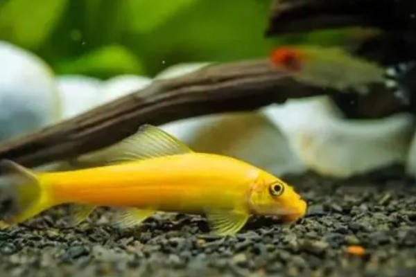 不建议养金苔鼠鱼的原因,长大后清洁鱼缸的能力会下降