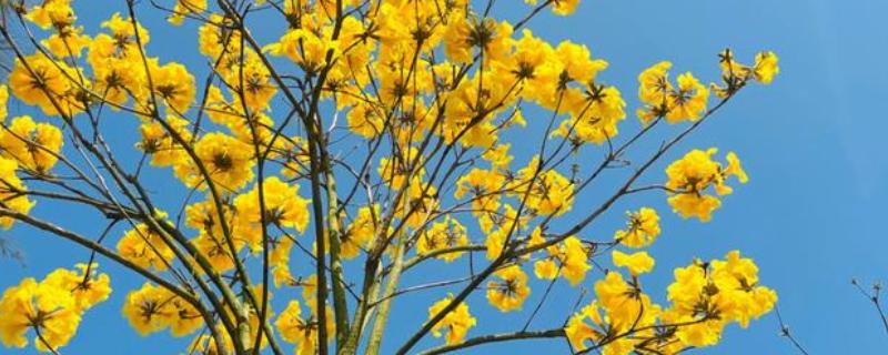 黄风铃花的开放时间，花期一般是3-4月份