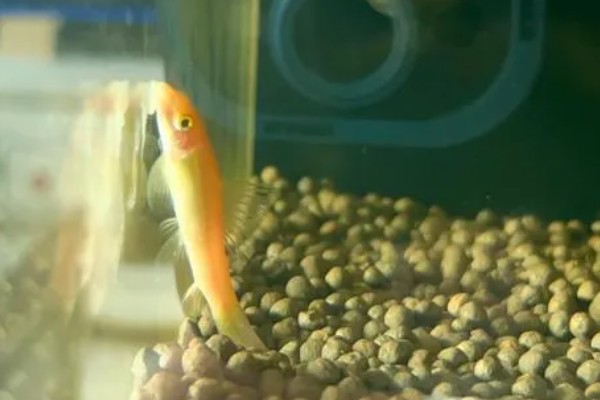 不建议养金苔鼠鱼的原因,长大后清洁鱼缸的能力会下降