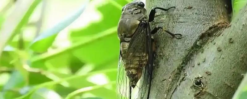 蝉的特点，其叫声响亮