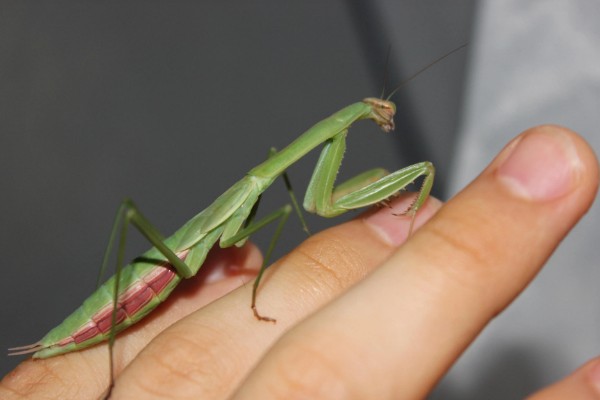 螳螂是不是益虫，螳螂是著名的农林业益虫
