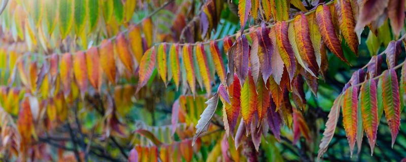 彩虹桉树有什么危害，会吸收大量养分导致其它植被枯死