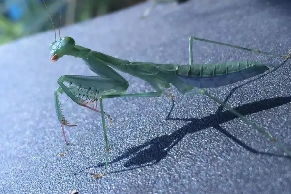 螳螂是不是益虫，螳螂是著名的农林业益虫