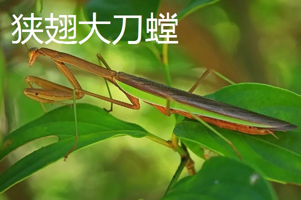 螳螂是不是益虫，螳螂是著名的农林业益虫