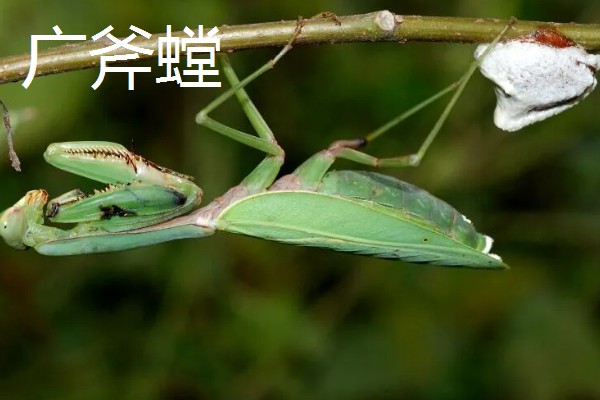 螳螂是不是益虫，螳螂是著名的农林业益虫