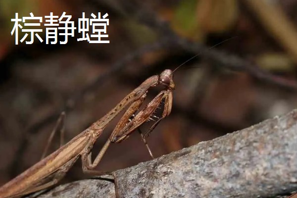 螳螂是不是益虫，螳螂是著名的农林业益虫
