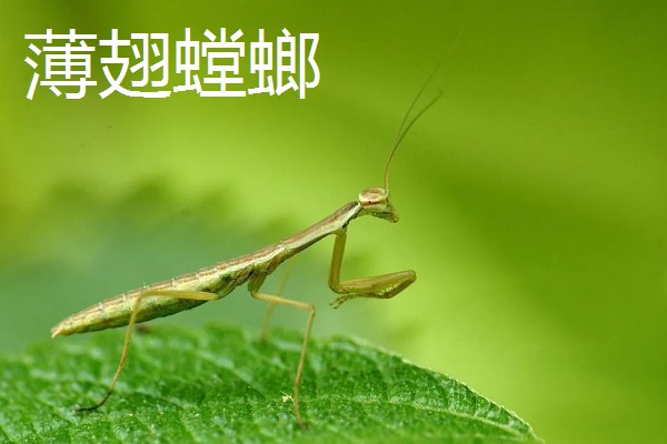 螳螂是不是益虫，螳螂是著名的农林业益虫