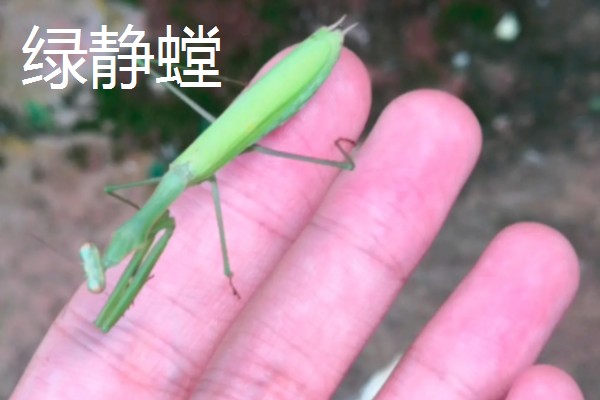 螳螂是不是益虫，螳螂是著名的农林业益虫