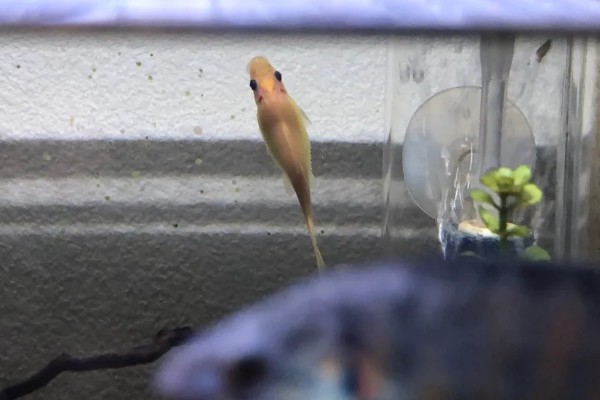 不建议养金苔鼠鱼的原因,长大后清洁鱼缸的能力会下降