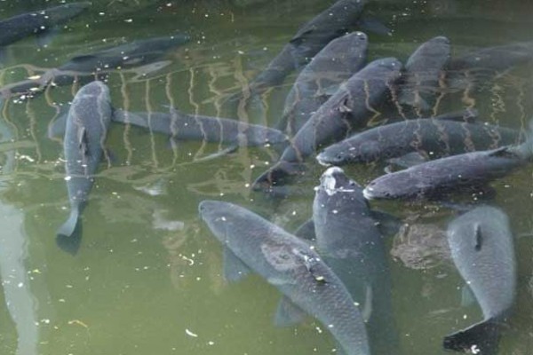 青鱼怎么养殖，夏季每天投喂4次