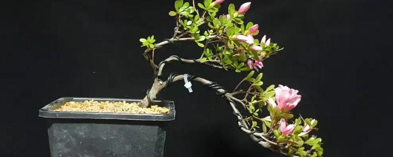 冬天能给杜鹃花换盆吗，尽量不要在冬天进行