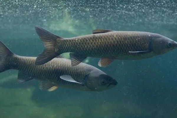 青鱼怎么养殖，夏季每天投喂4次