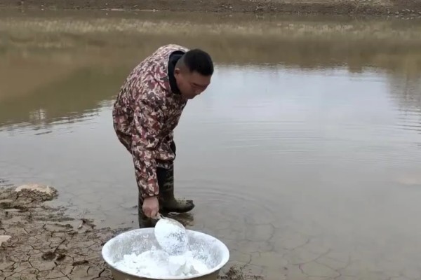 青鱼怎么养殖，夏季每天投喂4次