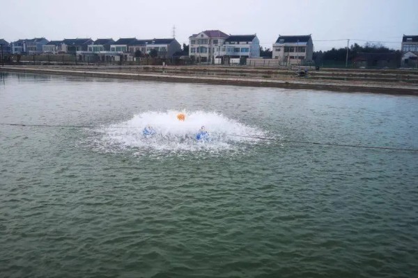 青鱼怎么养殖，夏季每天投喂4次